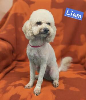 Liam -  Miniature Poodle Dog for Adoption in Wheelersburg, Ohio - Liam | PetCurious