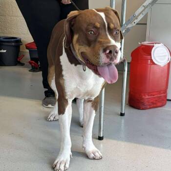 Rescue Mixed Breed Dogs for Adoption in Huntington, West Virginia - Ralfy | PetCurious