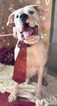 Dogo Argentino Dogs Available for Adoption in Newport, Arkansas - Thor  | PetCurious