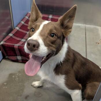 Found Dog -  Mixed Breed Dog for Adoption in Buffalo, Wyoming - Found Dog | PetCurious