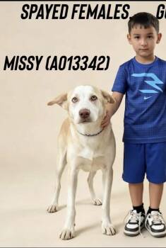 Missy -  Shar Pei and Husky Dog for Adoption in Estes Park, Colorado - Missy | PetCurious