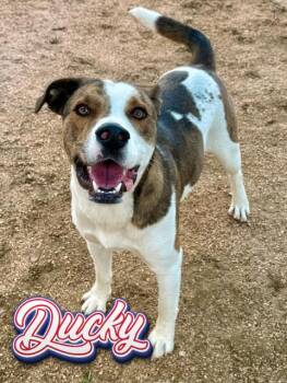 American Staffordshire Terrier Dogs Available for Adoption in Boerne, Texas - Ducky | PetCurious