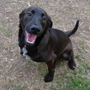 Terrier Dogs Available for Adoption - Patrice | PetCurious