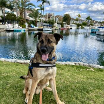 German Shepherd Dog Dogs Available for Adoption in Las Vegas, Nevada - Groot | PetCurious