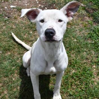 Pit Bull Terrier Dogs Available for Adoption in Beaumont, Texas - Vega | PetCurious
