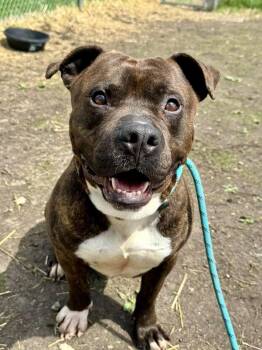 Pit Bull Terrier Dogs Available for Adoption in Chicago, Illinois - Brunaldi | PetCurious