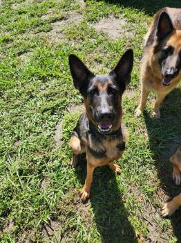 Zena -  German Shepherd Dog Dog for Adoption in Palm Harbor, Florida - Zena | PetCurious