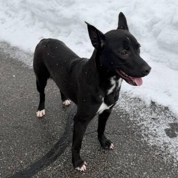 Mixed Breed Dogs Available for Adoption - TUX | PetCurious