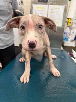 Oreo -  American Bulldog Dog for Adoption in Mobile, Alabama - Oreo | PetCurious