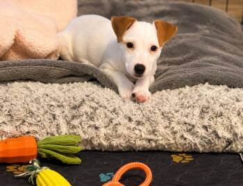 Toaster -  Jack Russell Terrier Dog for Adoption in Union Grove, Wisconsin - Toaster | PetCurious