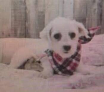Alera -  Maltese Dog for Adoption in Washington, District Of Columbia - Alera | PetCurious