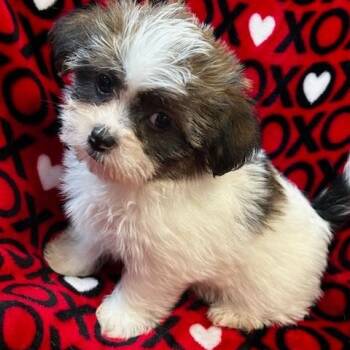 Betty -  Yorkshire Terrier and Shih Tzu Dog for Adoption - Betty | PetCurious
