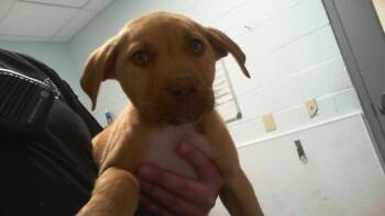 A1265605 -  Pit Bull Terrier Dog for Adoption in Charlotte, North Carolina - A1265605 | PetCurious