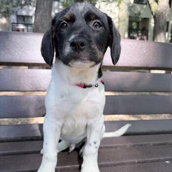 Buttons -  Terrier Dog Available for Adoption in Fairfax, Virginia - Buttons | PetCurious