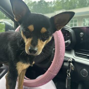 Hotpot -  Chihuahua Dog for Adoption in Greensboro, North Carolina - Hotpot | PetCurious