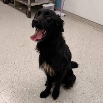 Black Beauty -  Border Collie and Mixed Breed Dog for Adoption in Indianapolis, Indiana - Black Beauty | PetCurious