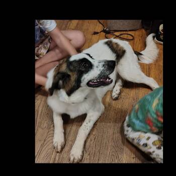 Shaggy -  Great Pyrenees and Mixed Breed Dog for Adoption in Falls Church, Virginia - Shaggy | PetCurious