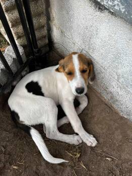 Rescue Treeing Walker Coonhound Dogs for Adoption in Charlotte, North Carolina - Dotty | PetCurious