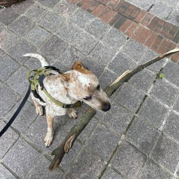 Stan -  Pit Bull Terrier and Cattle Dog Dog for Adoption in Winston-salem, North Carolina - Stan | PetCurious