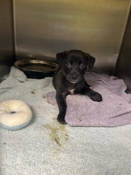 Otter -  Labrador Retriever Dog for Adoption in Gautier, Mississippi - Otter | PetCurious