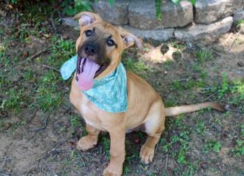 German Shepherd Dog and Pit Bull Terrier Dogs Available for Adoption in North Richland Hills, Texas - Huckleberry | PetCurious