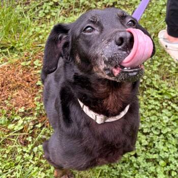 Bessie -  Black Labrador Retriever and Rottweiler Dog for Adoption in Waterloo, Iowa - Bessie | PetCurious