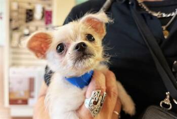 Poodle and Shih Tzu Dogs Available for Adoption in Fort Lauderdale, Florida - OSITO | PetCurious