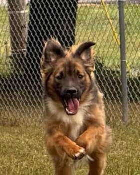 Rescue Australian Shepherd and Mixed Breed Dogs for Adoption in Ellicott City, Maryland - Fleetwood (Courtesy Post) | PetCurious