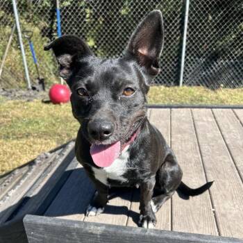 Rescue Jack Russell Terrier and Pit Bull Terrier Dogs for Adoption in Newport, North Carolina - Daisy Aka Teeny | PetCurious