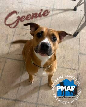 Geenie -  Pit Bull Terrier Dog for Adoption in Binghamton, New York - Geenie | PetCurious