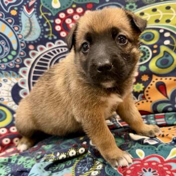 Mixed Breed Dogs Available for Adoption - Chintz | PetCurious