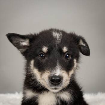 Husky and Australian Shepherd Dogs Available for Adoption in Minneapolis, Minnesota - Muddy | PetCurious