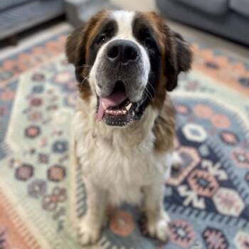 Chewy -  Saint Bernard Dog for Adoption in Wheaton, Illinois - Chewy | PetCurious