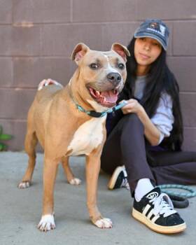 Ryanair -  Mixed Breed Dog for Adoption in Chamblee, Georgia - Ryanair | PetCurious