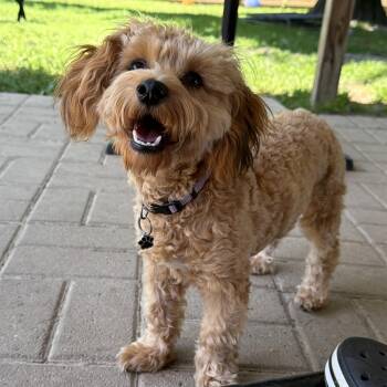 Penny -  Miniature Poodle and Yorkshire Terrier Dog for Adoption - Penny | PetCurious