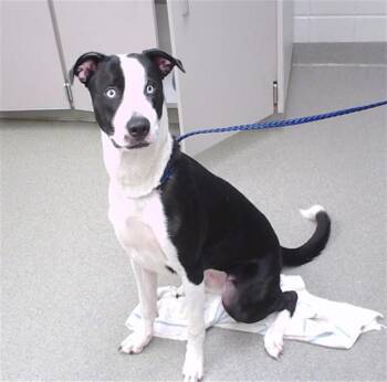 ABNER -  Border Collie and Mixed Breed Dog for Adoption in Omaha, Nebraska - ABNER | PetCurious