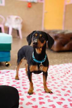 Dachshund Dogs Available for Adoption - Link | PetCurious