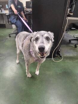 Rosie -  Labrador Retriever Dog for Adoption in Fruit Heights, Utah - Rosie | PetCurious