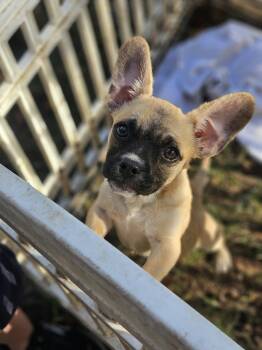 Charlie Pup *LOCAL* *MEET ME* -  French Bulldog Dog for Adoption in South Kingstown, Rhode Island - Charlie Pup *LOCAL* *MEET ME* | PetCurious