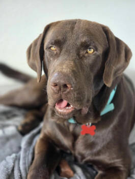 Rescue Chocolate Labrador Retriever Dogs for Adoption in Austin, Texas - Locke | PetCurious