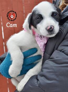 Great Pyrenees Dogs Available for Adoption - Cam | PetCurious