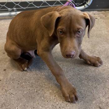 109063 -  Mixed Breed Dog for Adoption in Las Cruces, New Mexico - 109063 | PetCurious