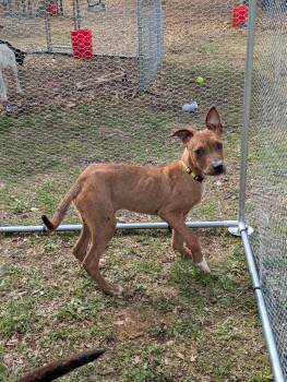 Rescue Mixed Breed Dogs for Adoption in Huntsville, Alabama - Bumblebee | PetCurious