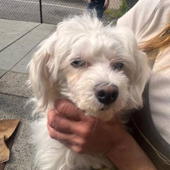 Mixed Breed Dogs Available for Adoption in Philadelphia, Pennsylvania - Padunia | PetCurious
