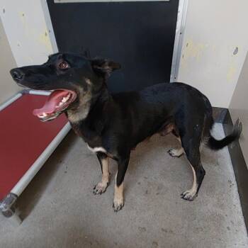 IVHS-Stray-138607 -  Shepherd Dog for Adoption in San Gabriel, California - IVHS-Stray-138607 | PetCurious