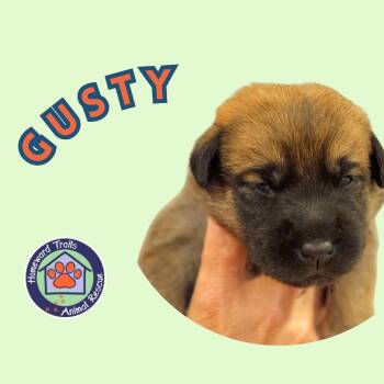 Cammie pup- Gusty -  Hound and Mixed Breed Dog for Adoption in Fairfax Station, Virginia - Cammie Pup- Gusty | PetCurious
