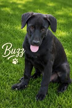 Buzz -  Black Labrador Retriever Dog for Adoption - Buzz | PetCurious