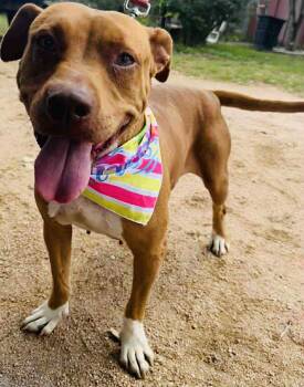 Rescue Mixed Breed Dogs for Adoption in Blacksburg, Virginia - Ginger | PetCurious
