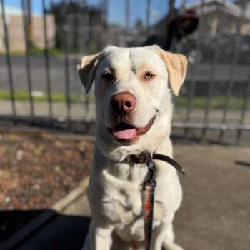 Yellow Labrador Retriever and Mixed Breed Dogs Available for Adoption in Richmond, California - OSCAR | PetCurious