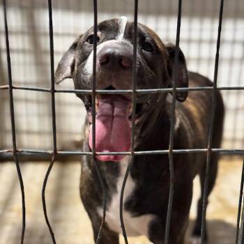 Pit Bull Terrier and Shar Pei Dogs Available for Adoption in Fort Smith, Arkansas - Milo | PetCurious